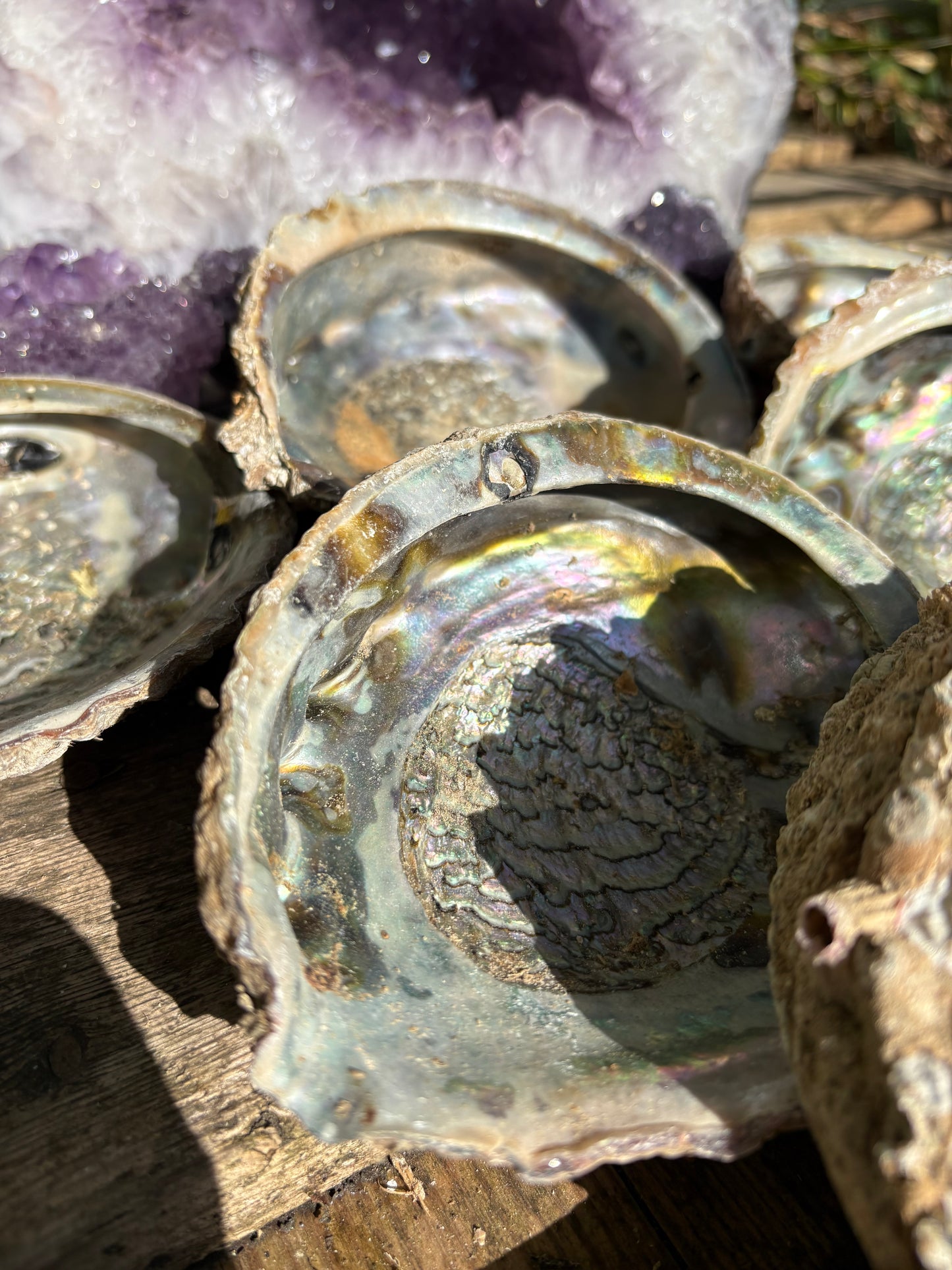 Paua shells