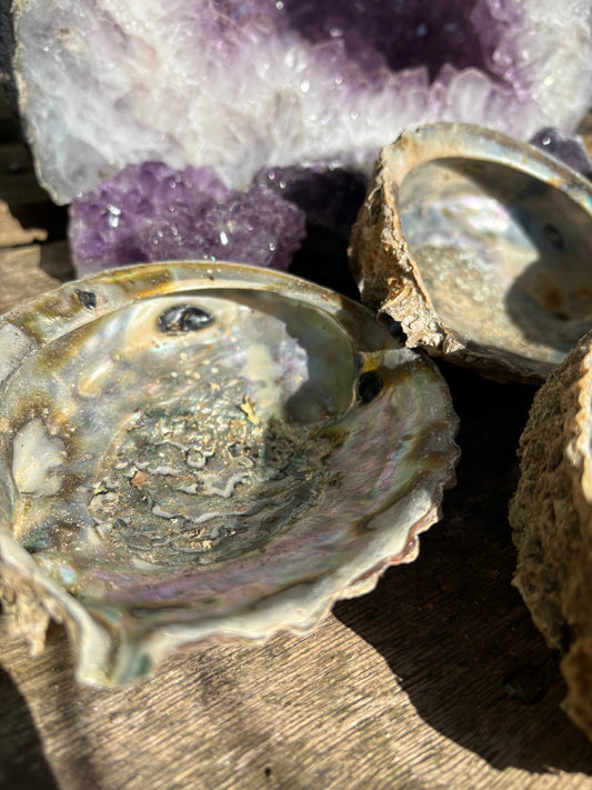 Paua shells