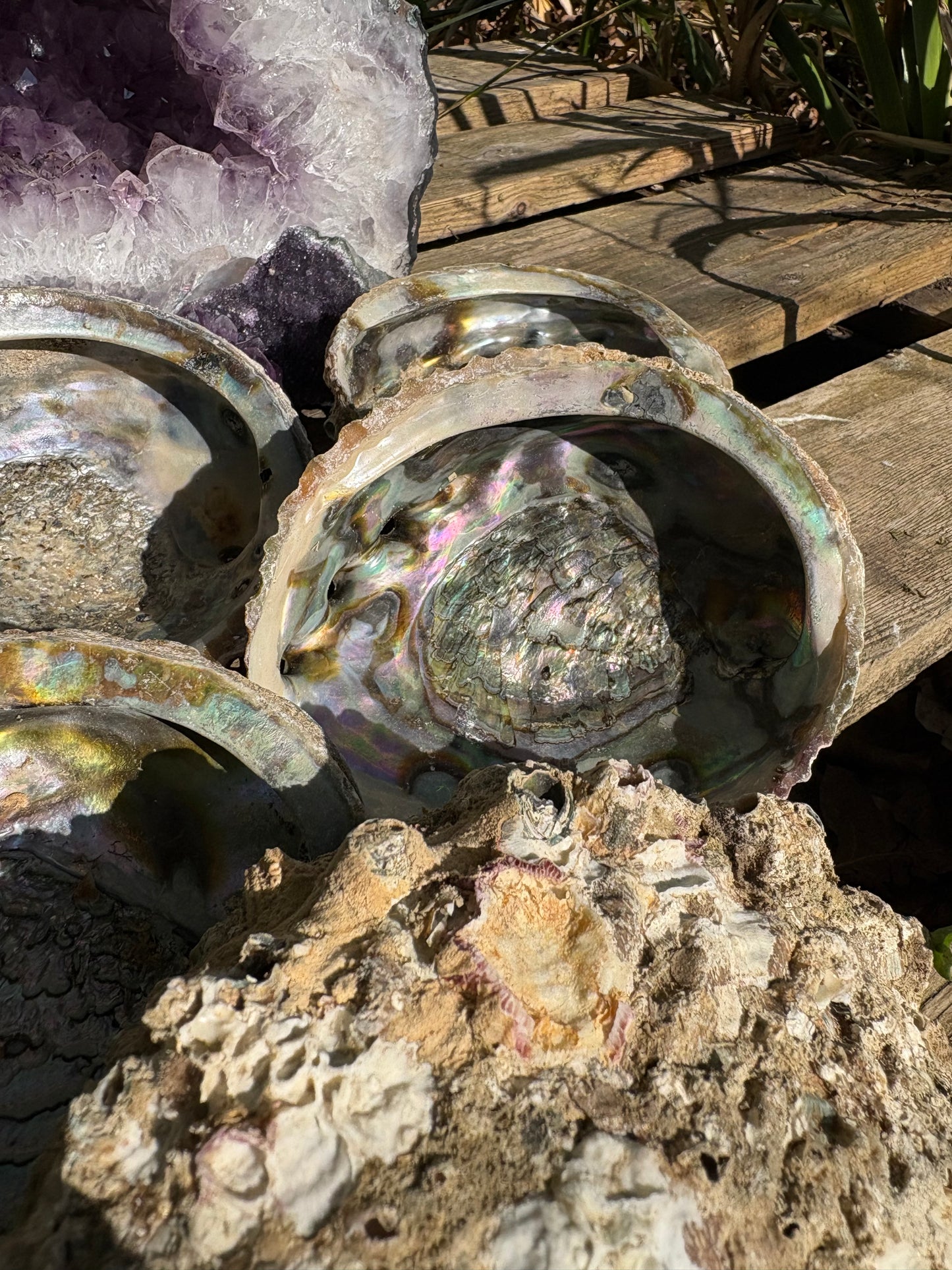 Paua shells