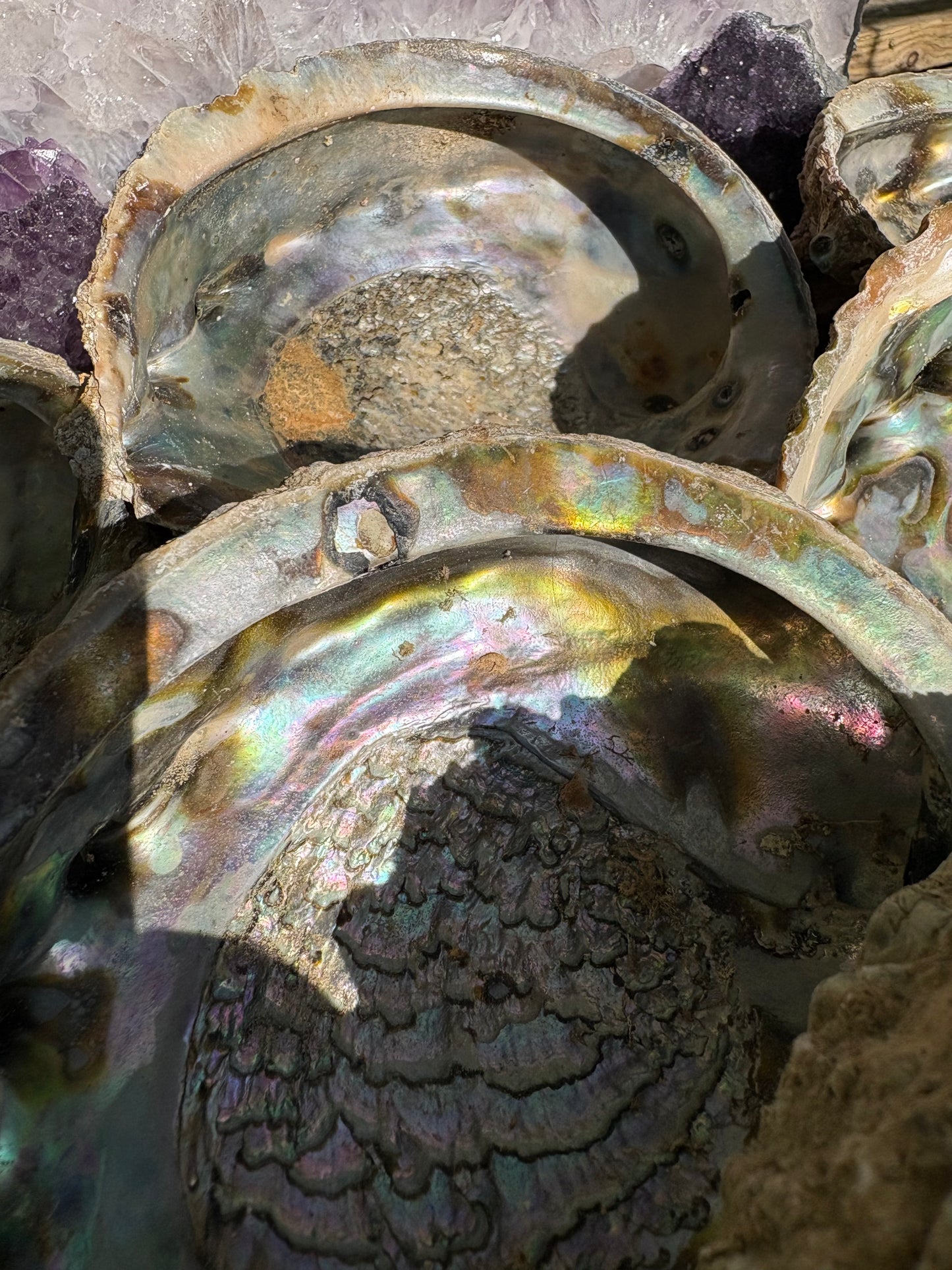 Paua shells