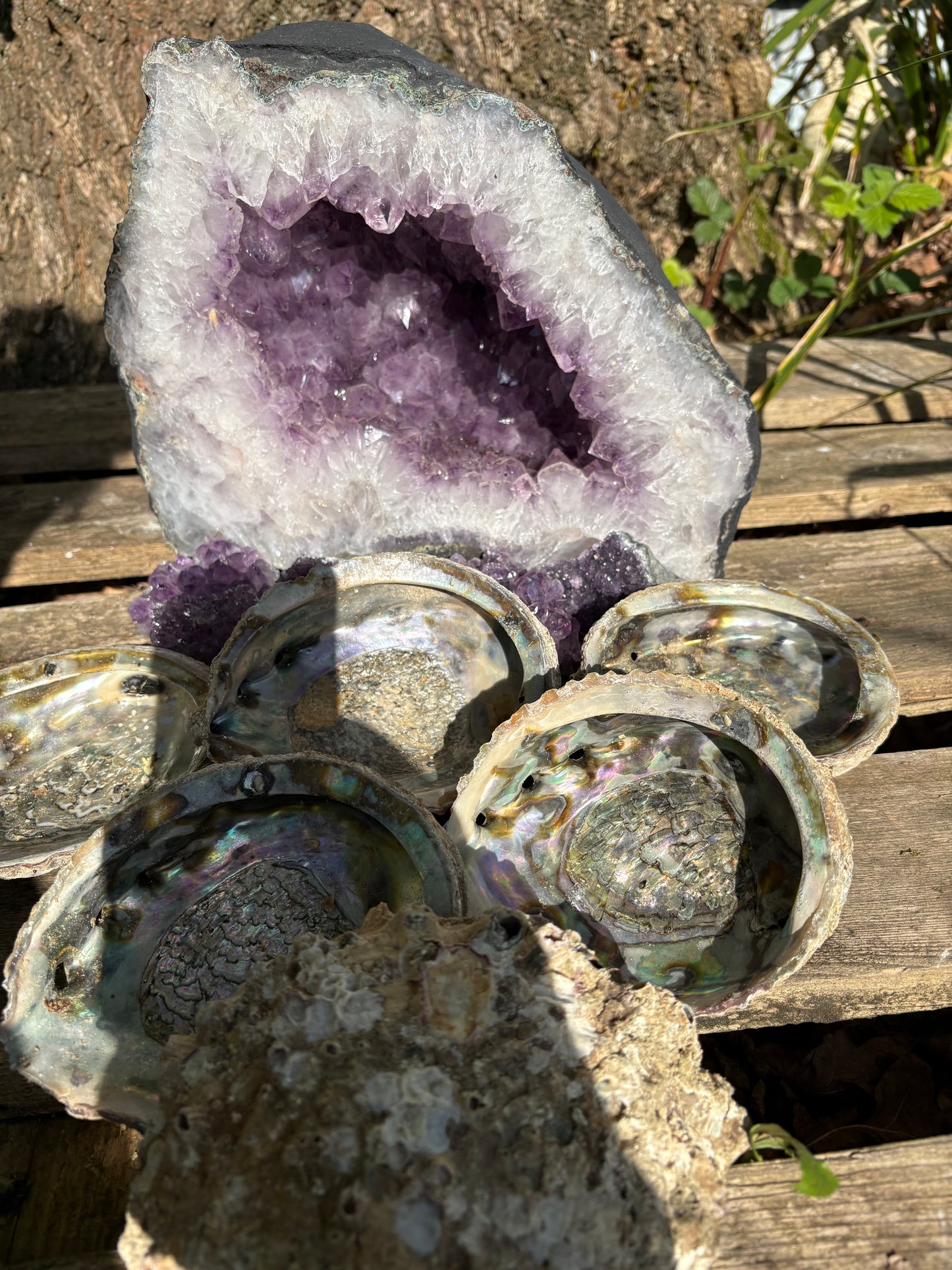 Paua shells