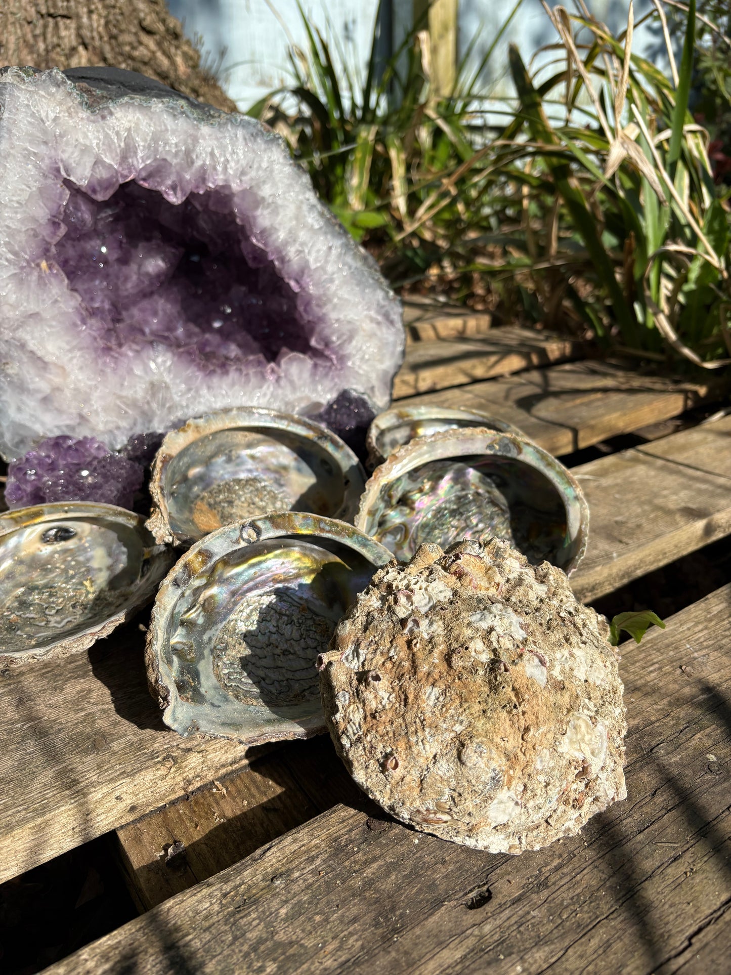 Paua shells