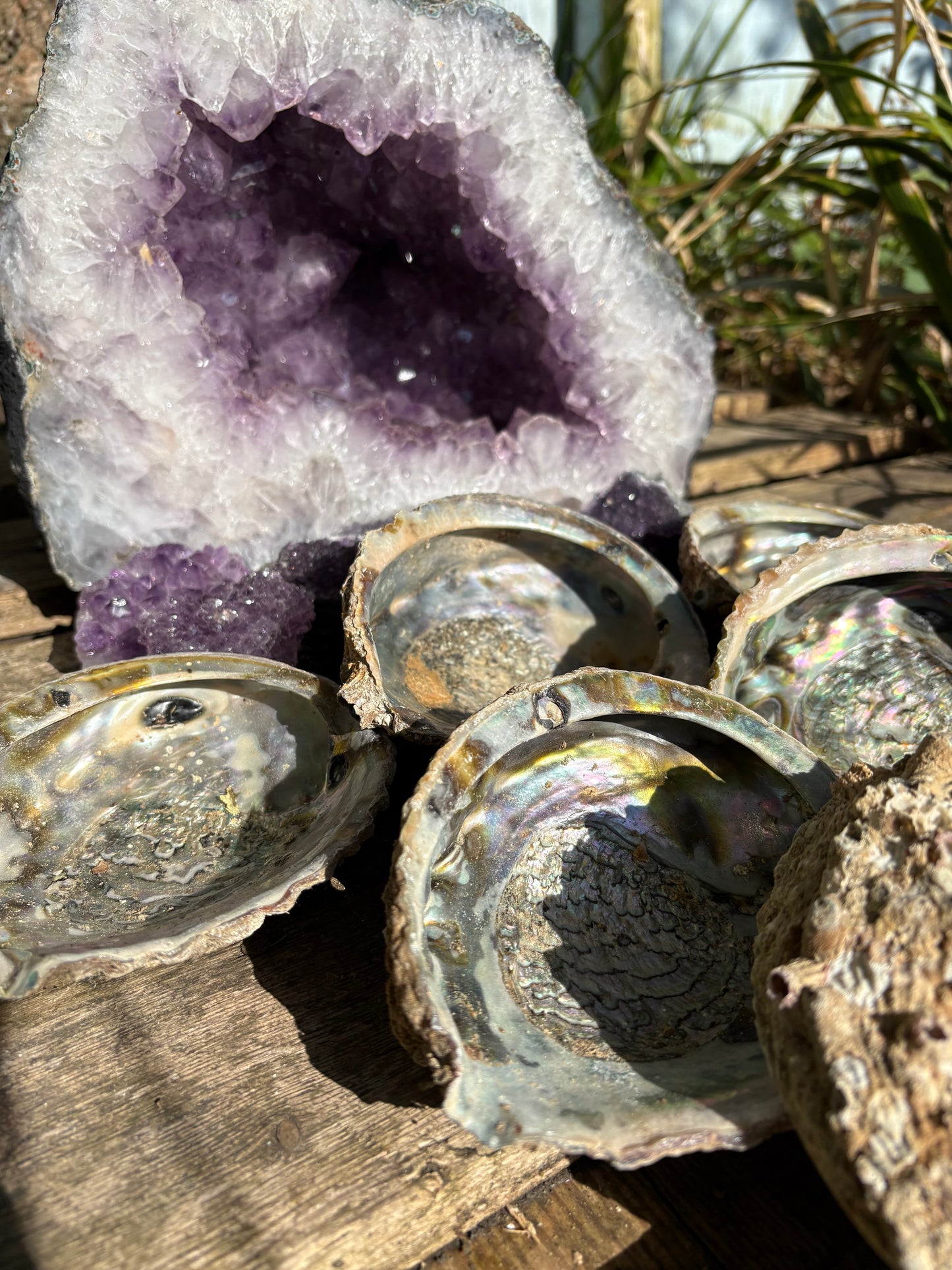 Paua shells