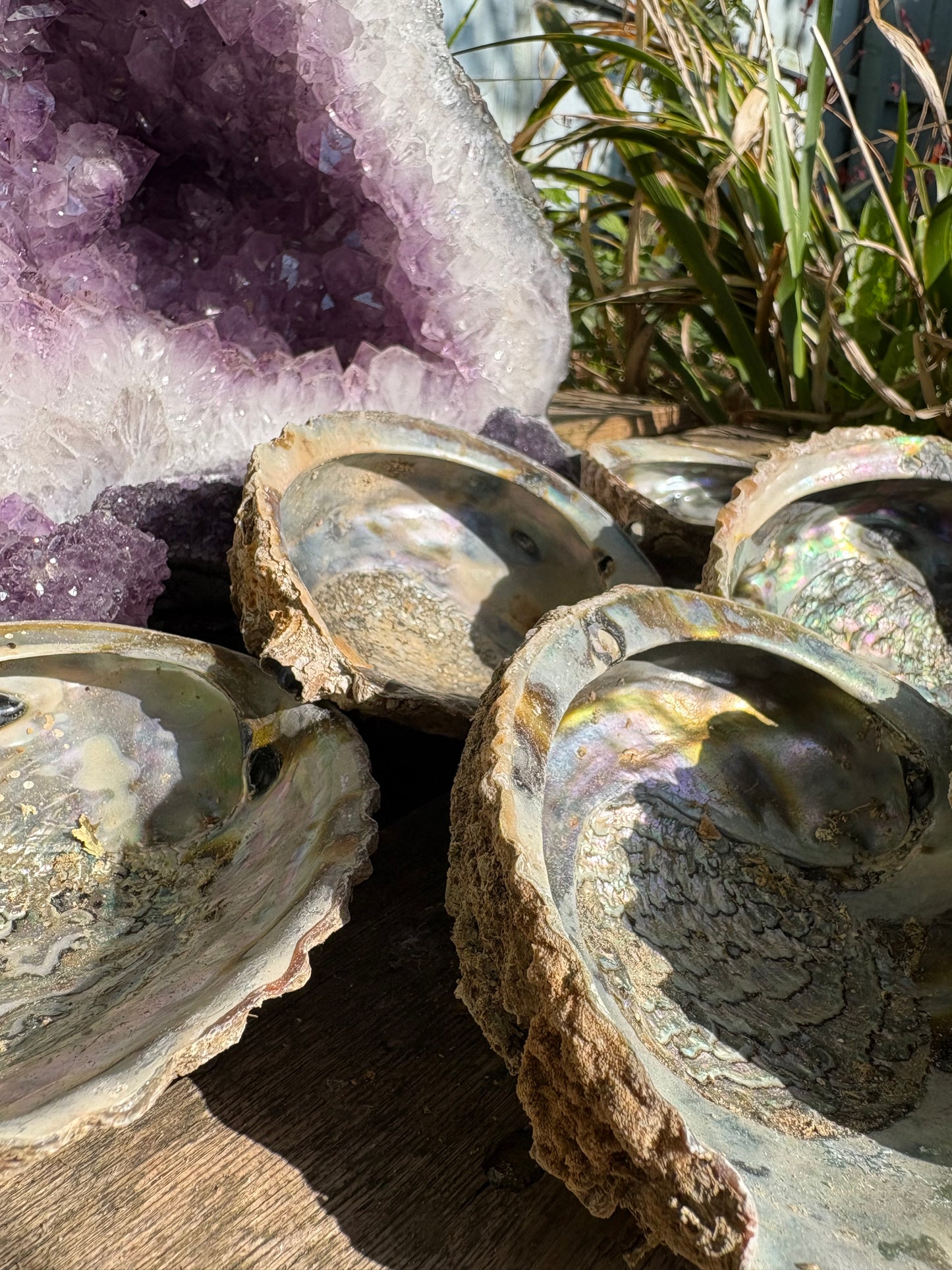 Paua shells